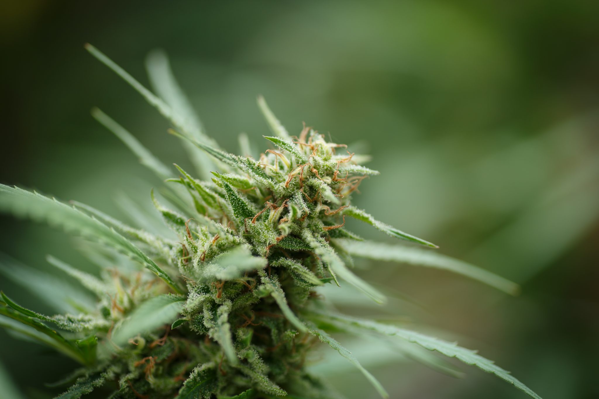 Detail of cannabis cola with visible hairs and leaves on late flowering ...