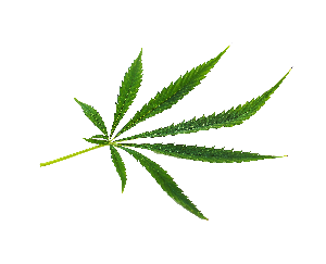 cannabis-leaf